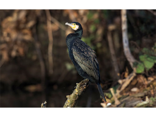 Šiemet suskaičiuota daugiau kaip 9 tūkst. didžiųjų kormoranųporų